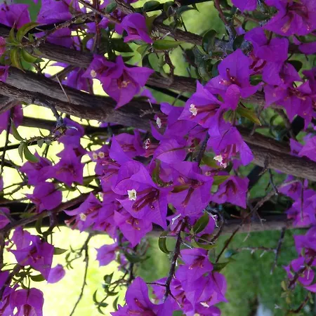 Aparthotel Aurora Wellness & 4*