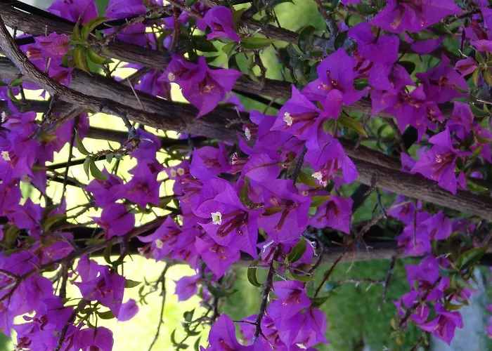 Apart-hotel Aurora Wellness & 4*